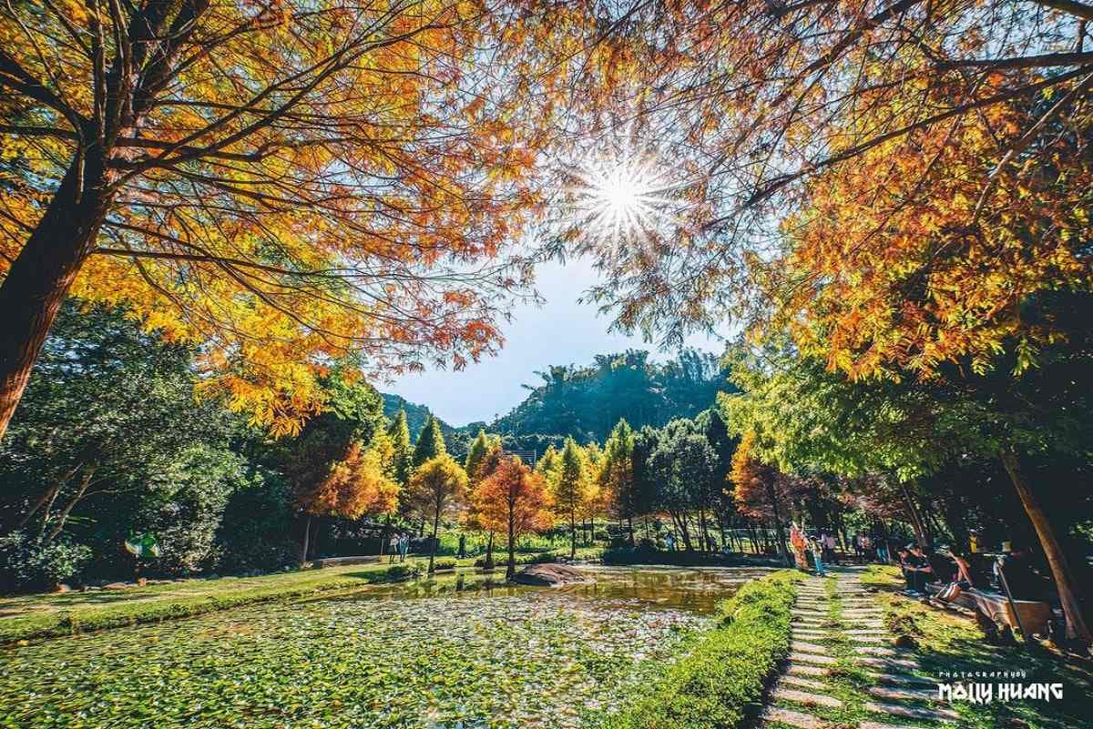 即時美景報你知!全台最美漸層落羽松TOP10:4萬坪莊園祕境、夢幻湖泊倒影 即時美景報你知!全台最美漸層落羽松TOP10:4萬坪莊園祕境、夢幻湖泊倒影