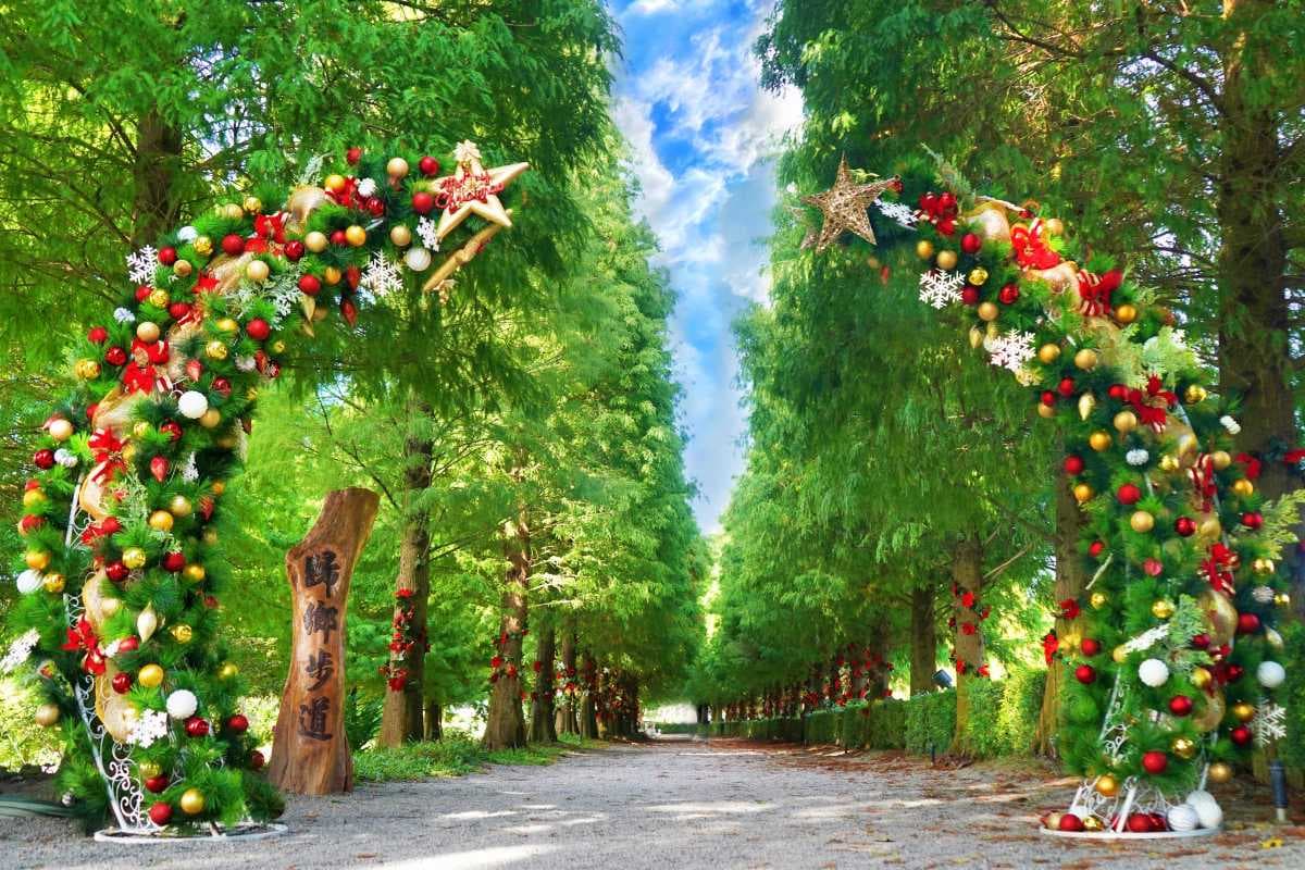 即時美景報你知!全台最美漸層落羽松TOP10:4萬坪莊園祕境、夢幻湖泊倒影 即時美景報你知!全台最美漸層落羽松TOP10:4萬坪莊園祕境、夢幻湖泊倒影