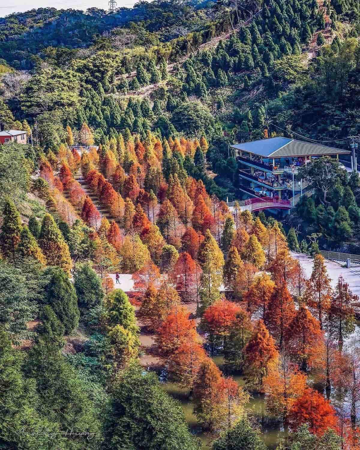 即時美景報你知!全台最美漸層落羽松TOP10:4萬坪莊園祕境、夢幻湖泊倒影 即時美景報你知!全台最美漸層落羽松TOP10:4萬坪莊園祕境、夢幻湖泊倒影