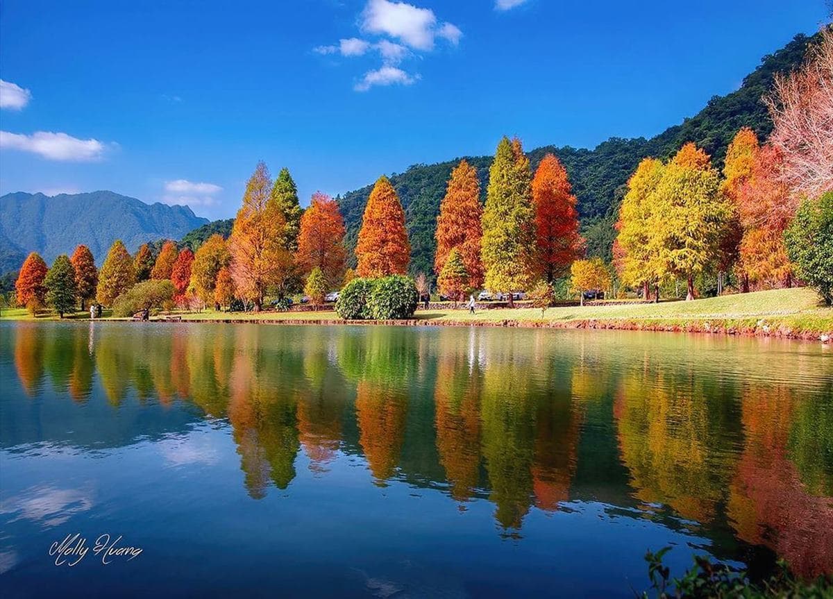 即時美景報你知!全台最美漸層落羽松TOP10:4萬坪莊園祕境、夢幻湖泊倒影 即時美景報你知!全台最美漸層落羽松TOP10:4萬坪莊園祕境、夢幻湖泊倒影