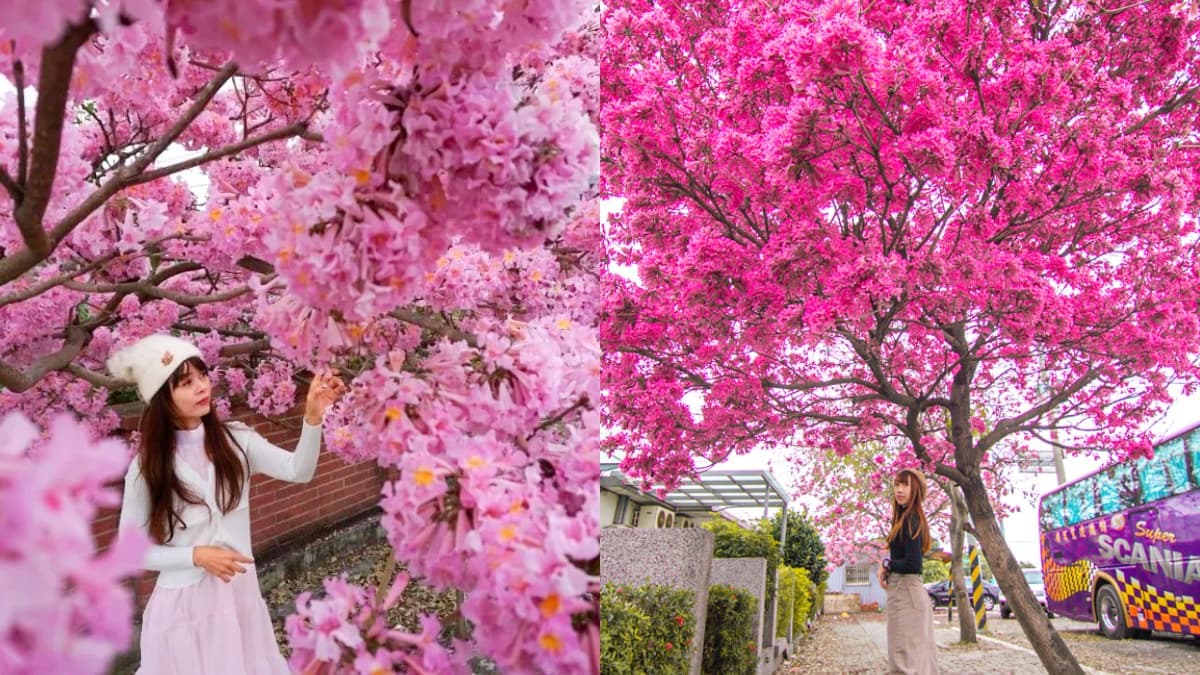 「粉色棉花糖」占領台中、彰化!3處洋紅風鈴木祕境推薦,美到在地人想私藏