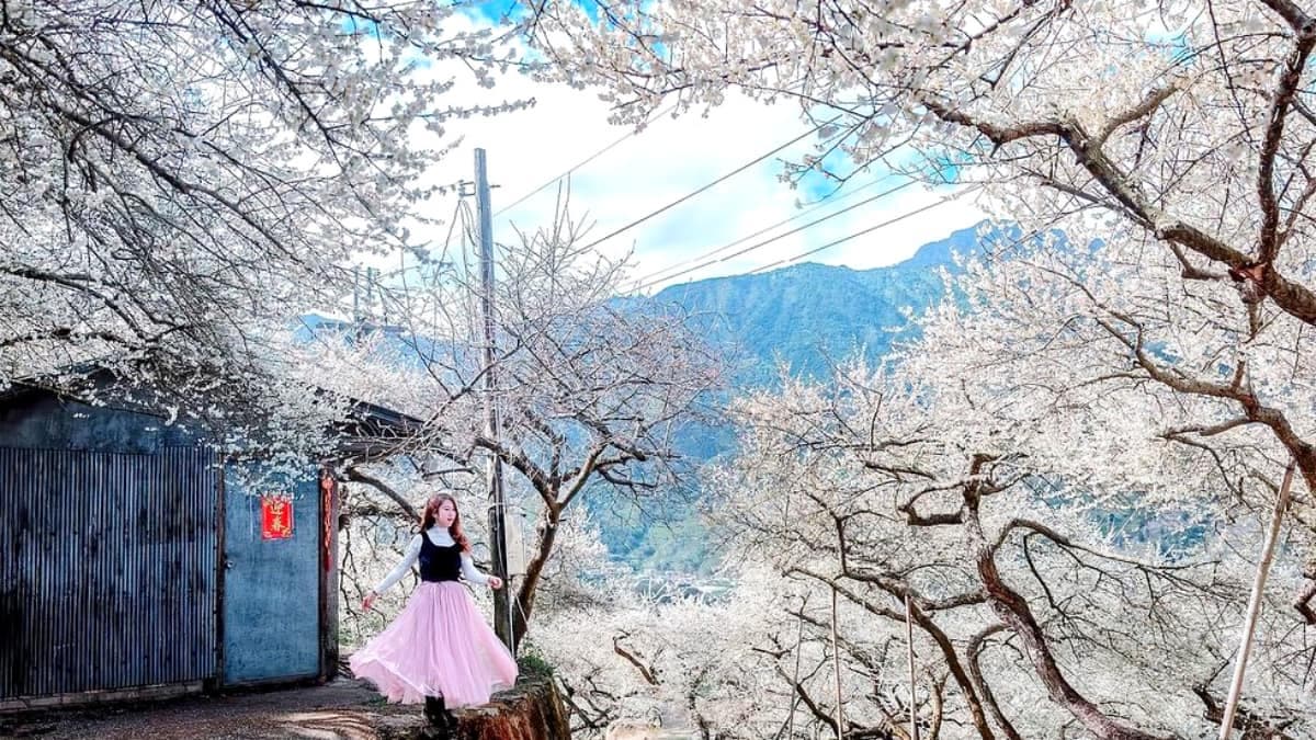 南投也下「雪」啦!信義鄉「賞梅祕境」TOP5:全台最美古厝、獨特夜間賞梅