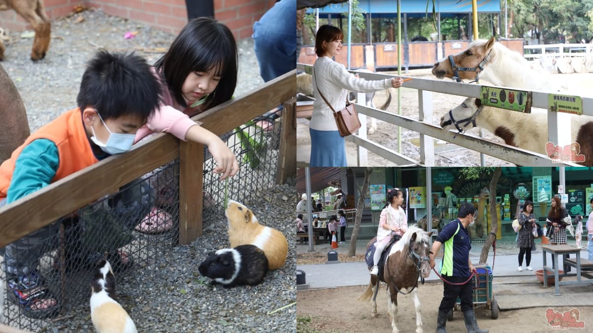 台南「隱藏版動物園」60元玩到飽!近距離餵超萌天竺鼠、小羊,體驗帥氣騎馬