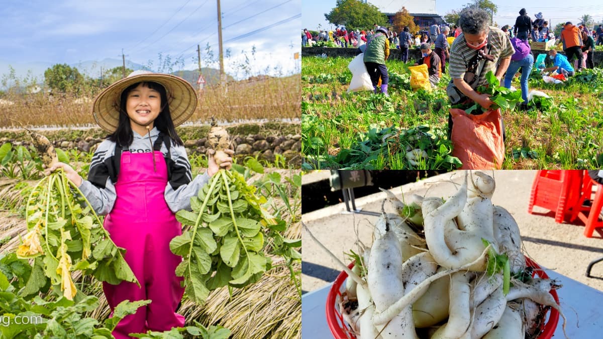 3萬棵白蘿蔔免費任你拔!彰化「拔蘿蔔活動」只有1天,時間、地點一次看