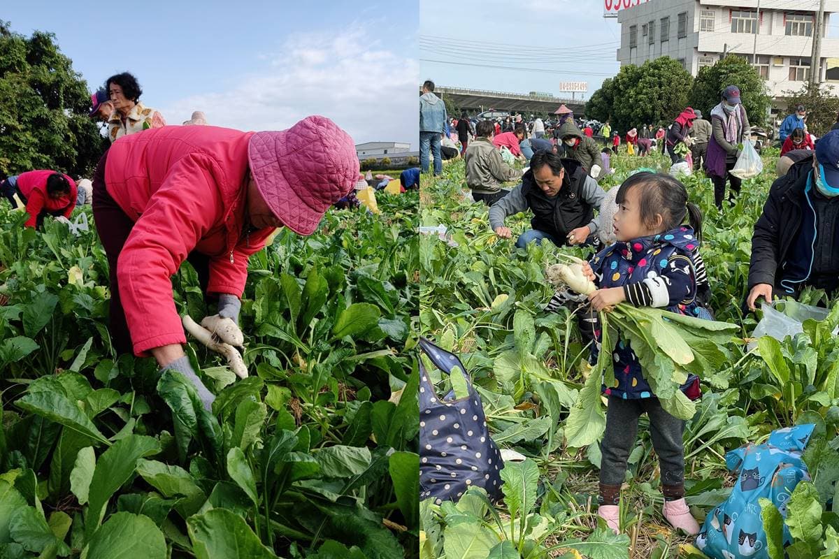 3萬棵白蘿蔔免費任你拔!彰化「拔蘿蔔活動」只有1天,時間、地點一次看 3萬棵白蘿蔔免費任你拔!彰化「拔蘿蔔活動」只有1天,時間、地點一次看