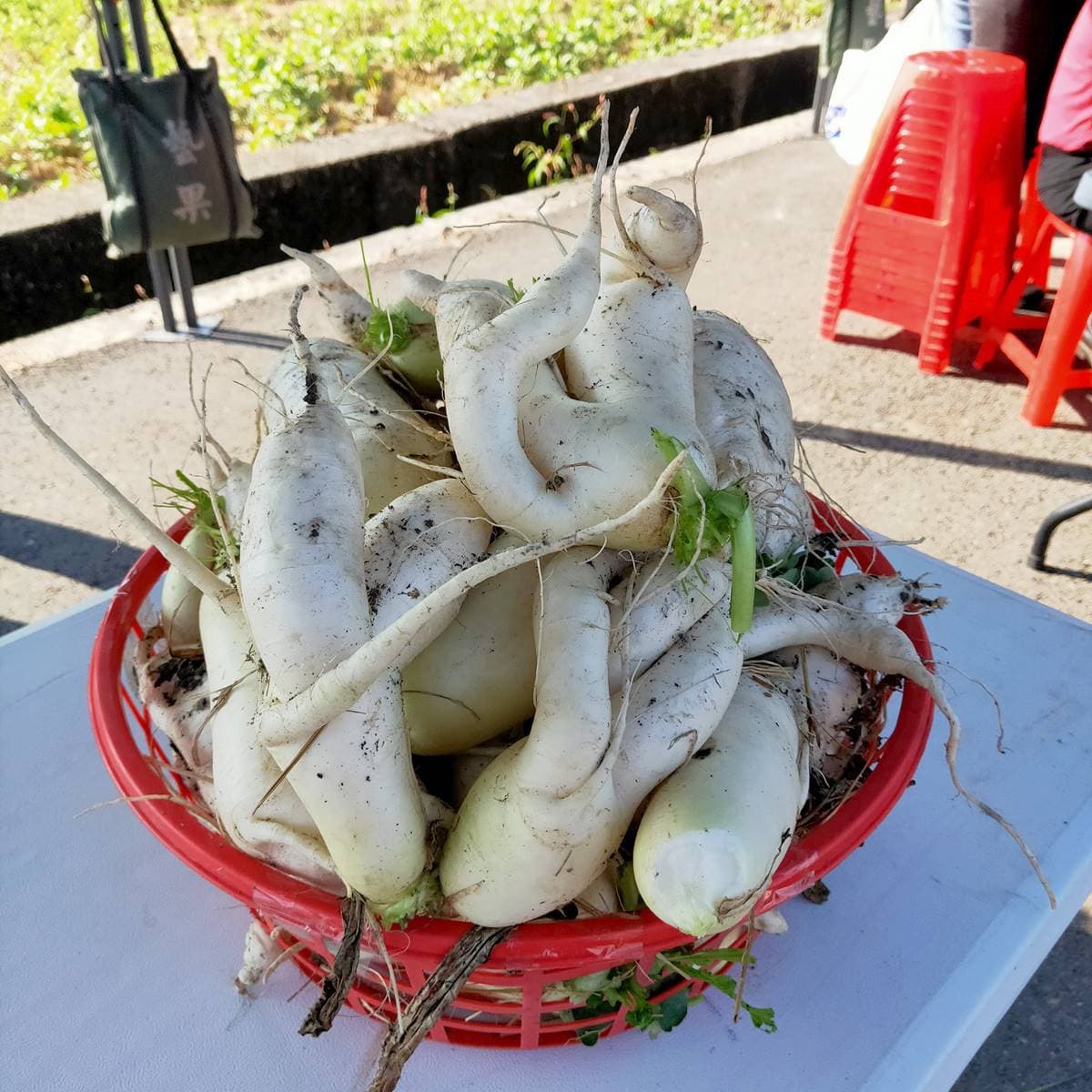 3萬棵白蘿蔔免費任你拔!彰化「拔蘿蔔活動」只有1天,時間、地點一次看 3萬棵白蘿蔔免費任你拔!彰化「拔蘿蔔活動」只有1天,時間、地點一次看