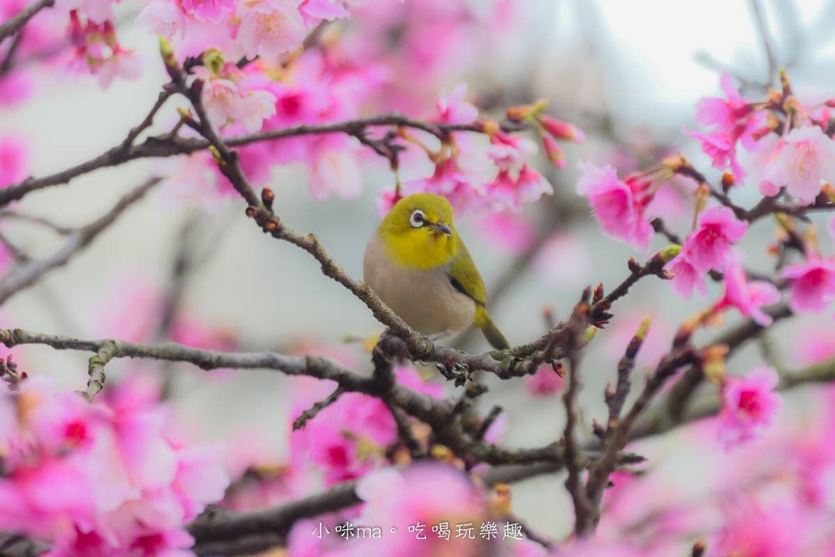 粉嫩襲台!2024全台12處賞櫻夯點、祕境:5000棵粉櫻仙境、上帝的部落 粉嫩襲台!2024全台12處賞櫻夯點、祕境:5000棵粉櫻仙境、上帝的部落