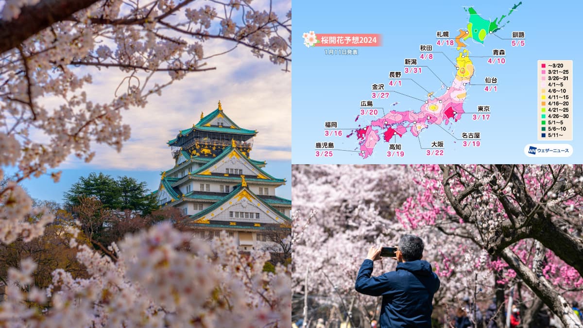 2024日本「櫻花前線」公布!暖冬氣候影響花況,注意時間別撲空