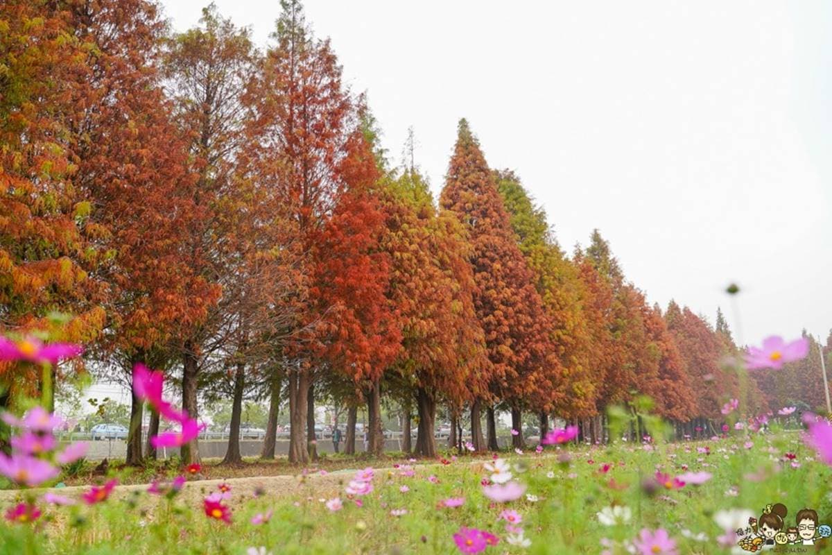 即時美景報你知!全台最美漸層落羽松TOP10:4萬坪莊園祕境、夢幻湖泊倒影 即時美景報你知!全台最美漸層落羽松TOP10:4萬坪莊園祕境、夢幻湖泊倒影