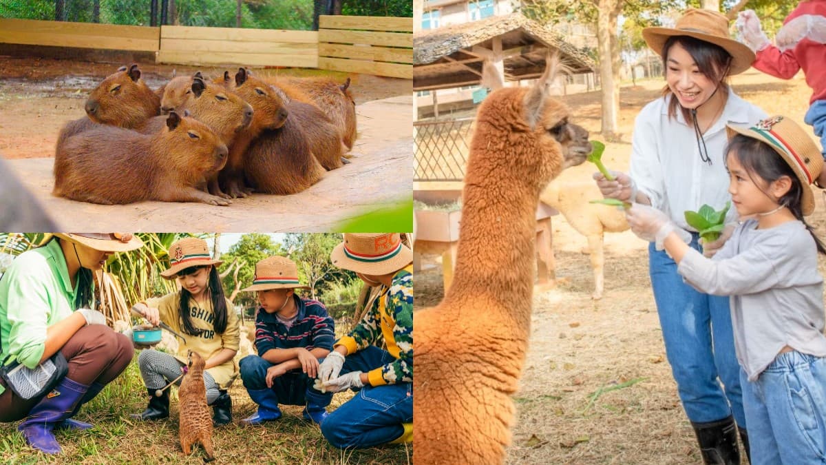 水豚、羊駝、狐獴一次包!24小時瘋玩「野生動物園飯店」,1月底前小孩免費住