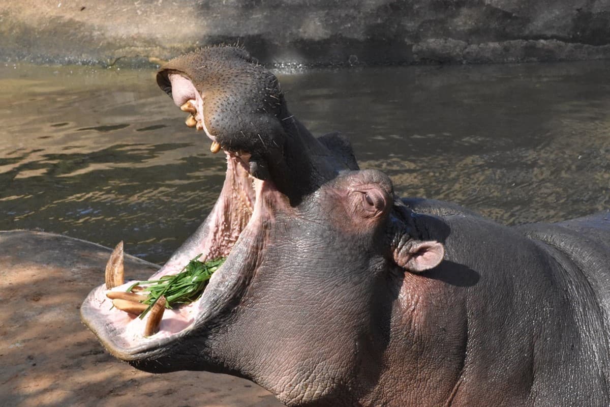 水豚、羊駝、狐獴一次包!24小時瘋玩「野生動物園飯店」,1月底前小孩免費住 水豚、羊駝、狐獴一次包!24小時瘋玩「野生動物園飯店」,1月底前小孩免費住