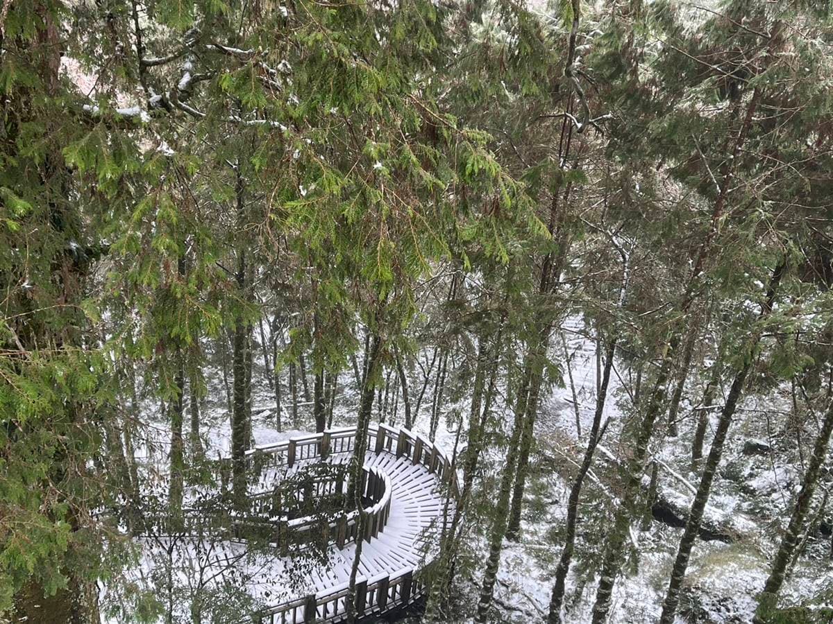 即時雪況報你知!2024全台7處下雪景點:亞洲最大神木園、三峽茶園祕境 即時雪況報你知!2024全台7處下雪景點:亞洲最大神木園、三峽茶園祕境