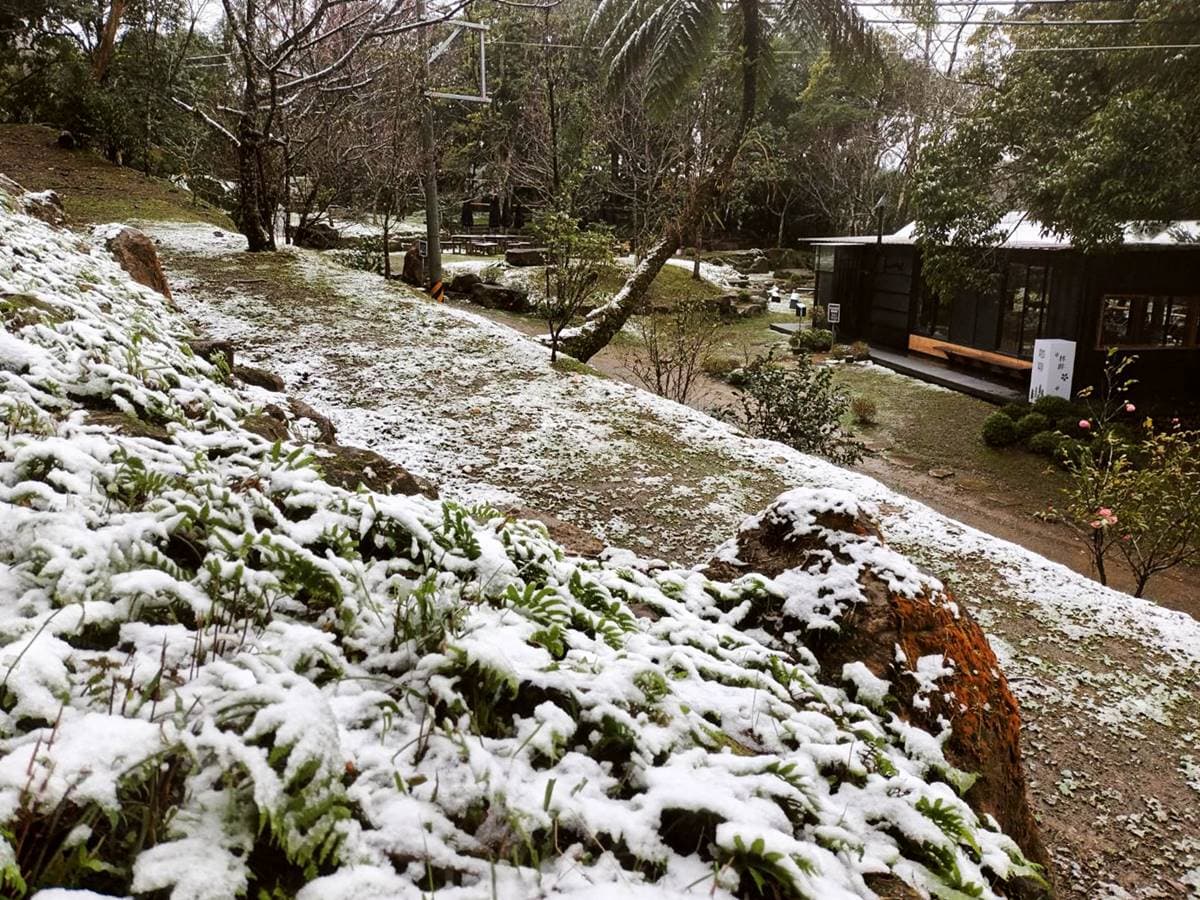 即時雪況報你知!2024全台7處下雪景點:亞洲最大神木園、三峽茶園祕境 即時雪況報你知!2024全台7處下雪景點:亞洲最大神木園、三峽茶園祕境