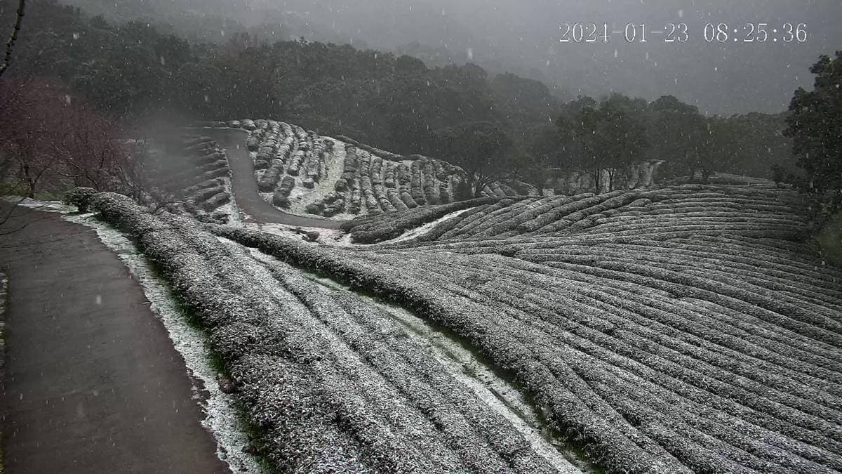 即時雪況報你知!2024全台7處下雪景點:亞洲最大神木園、三峽茶園祕境 即時雪況報你知!2024全台7處下雪景點:亞洲最大神木園、三峽茶園祕境