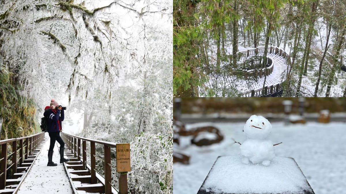 即時雪況報你知!2024全台7處下雪景點:亞洲最大神木園、三峽茶園祕境