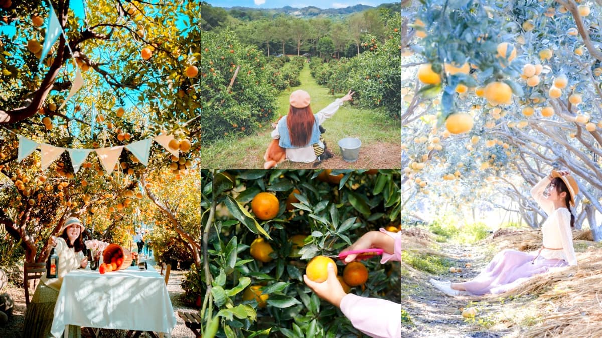 比採草莓更好玩!5大「採橘祕境」:免費試吃到飽、台版濟州島、雪白橘子園