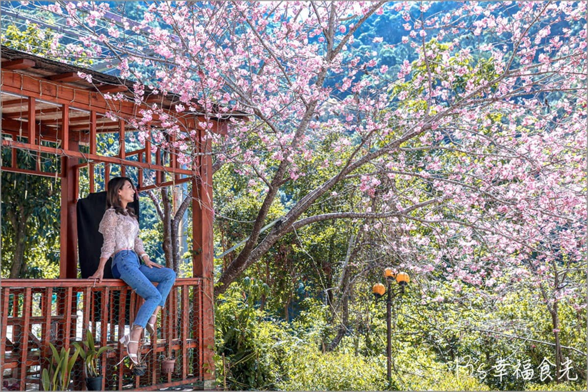 南投信義櫻花祕境「溫泉露營區」!泡湯賞花加野餐,仙女美拍點報你知 南投信義櫻花祕境「溫泉露營區」!泡湯賞花加野餐,仙女美拍點報你知