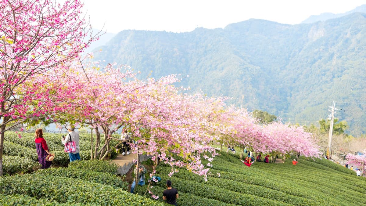 「粉紅巨龍」現身南投茶園!綿延200公尺櫻花步道美翻,2月中旬前免費拍到飽