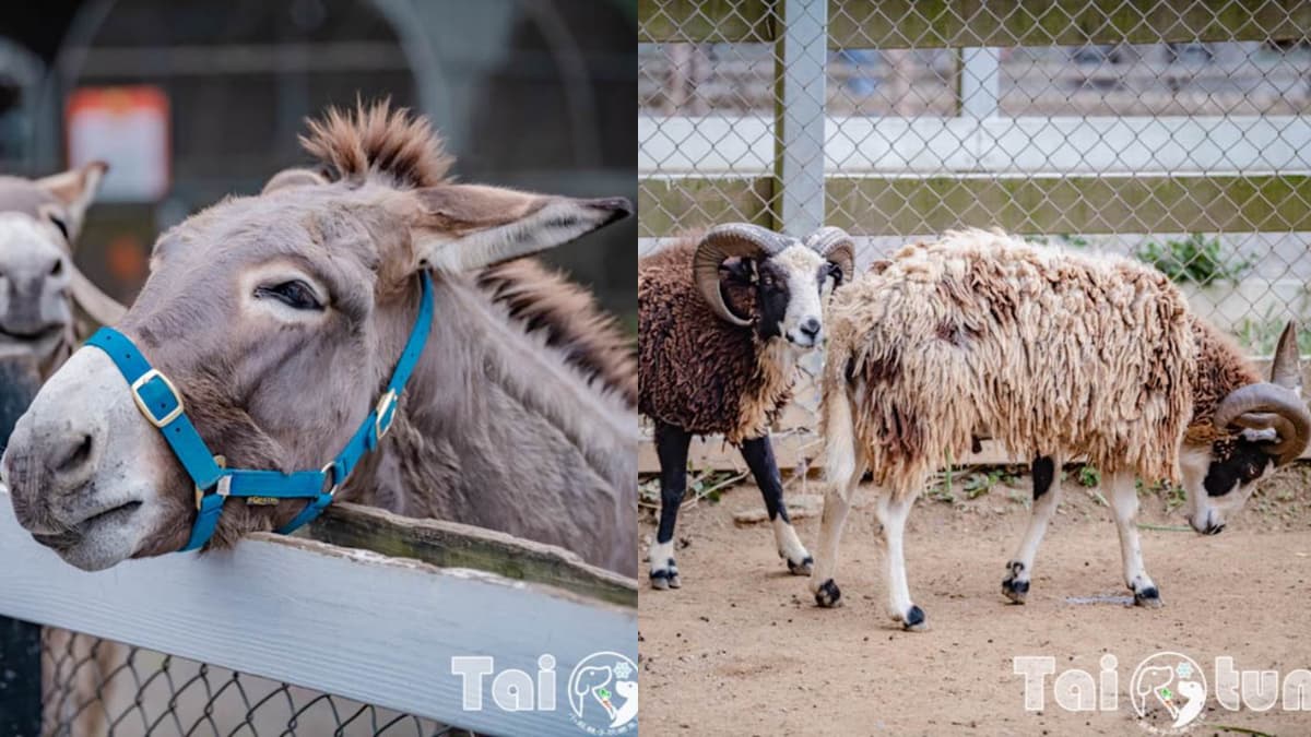 6歲以下免費入園!台東「初鹿牧場」5玩法:餵牛牛、免費玩滑草、吃牛奶冰 6歲以下免費入園!台東「初鹿牧場」5玩法:餵牛牛、免費玩滑草、吃牛奶冰
