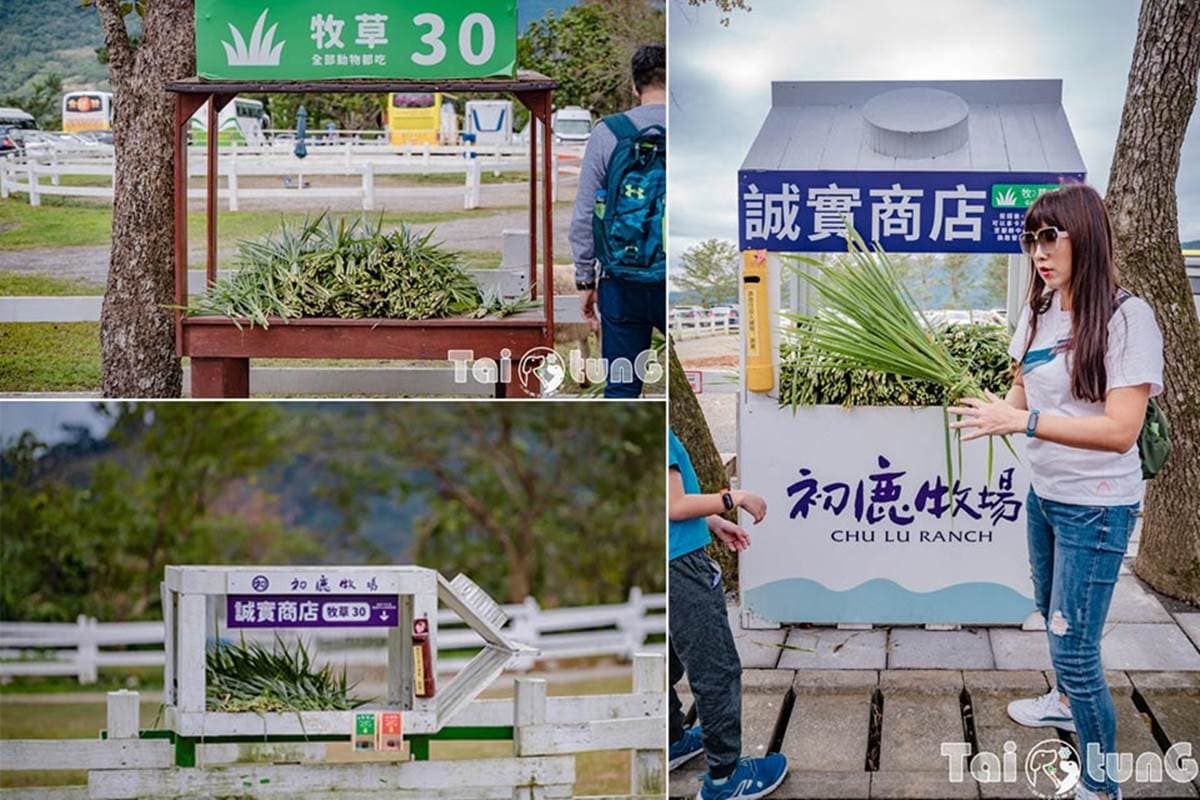 6歲以下免費入園!台東「初鹿牧場」5玩法:餵牛牛、免費玩滑草、吃牛奶冰 6歲以下免費入園!台東「初鹿牧場」5玩法:餵牛牛、免費玩滑草、吃牛奶冰