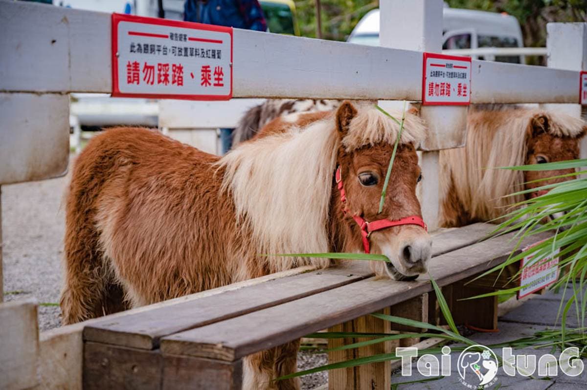 6歲以下免費入園!台東「初鹿牧場」5玩法:餵牛牛、免費玩滑草、吃牛奶冰 6歲以下免費入園!台東「初鹿牧場」5玩法:餵牛牛、免費玩滑草、吃牛奶冰