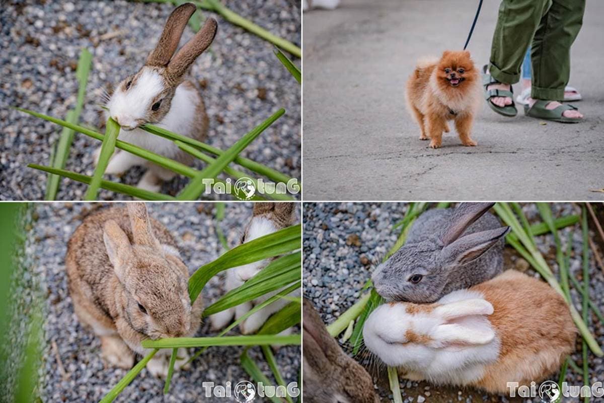 6歲以下免費入園!台東「初鹿牧場」5玩法:餵牛牛、免費玩滑草、吃牛奶冰 6歲以下免費入園!台東「初鹿牧場」5玩法:餵牛牛、免費玩滑草、吃牛奶冰