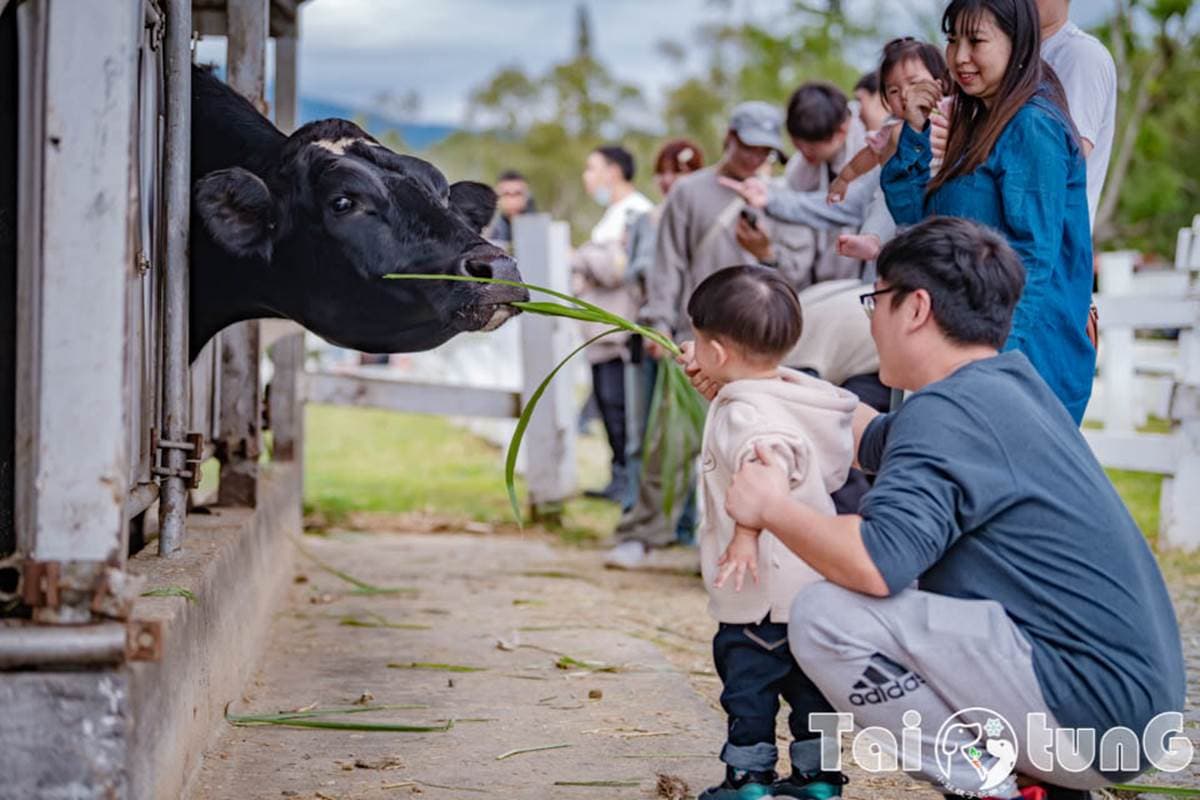 6歲以下免費入園!台東「初鹿牧場」5玩法:餵牛牛、免費玩滑草、吃牛奶冰 6歲以下免費入園!台東「初鹿牧場」5玩法:餵牛牛、免費玩滑草、吃牛奶冰