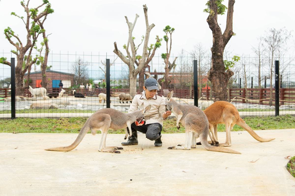 宜蘭全新破千坪動物園!對身分證「這類人」100元玩翻,唯一餵澳洲袋鼠體驗 宜蘭全新破千坪動物園!對身分證「這類人」100元玩翻,唯一餵澳洲袋鼠體驗
