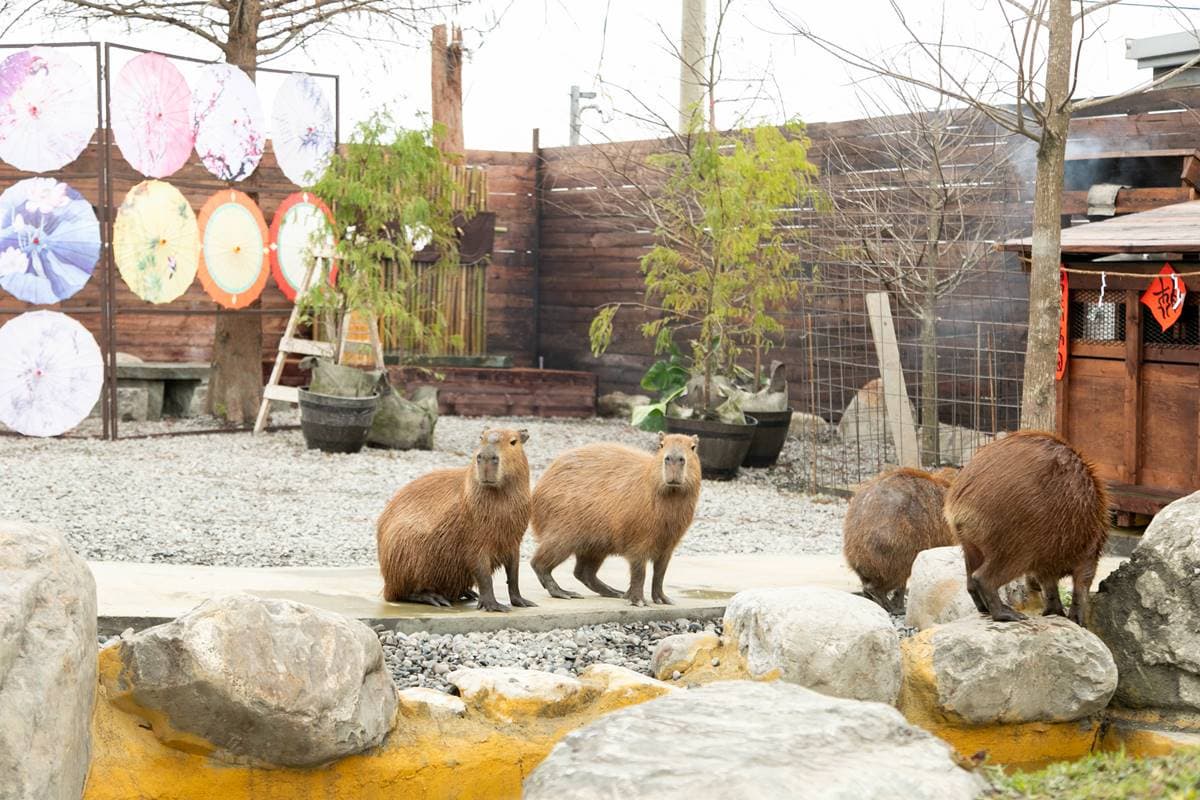 宜蘭全新破千坪動物園!對身分證「這類人」100元玩翻,唯一餵澳洲袋鼠體驗 宜蘭全新破千坪動物園!對身分證「這類人」100元玩翻,唯一餵澳洲袋鼠體驗
