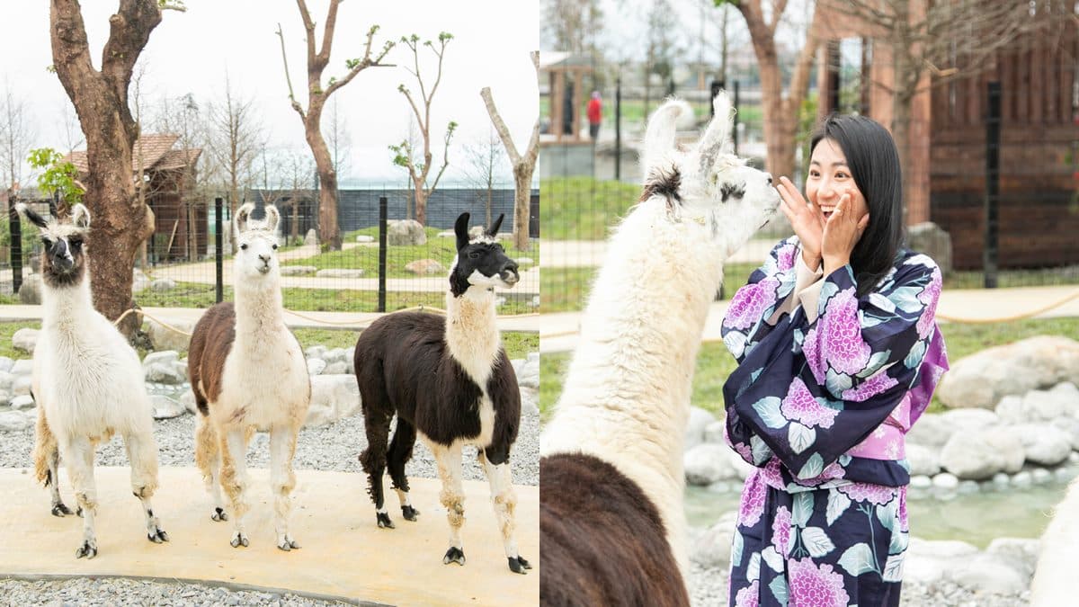 宜蘭全新破千坪動物園!對身分證「這類人」100元玩翻,唯一餵澳洲袋鼠體驗 宜蘭景點:蘭陽動植物王國