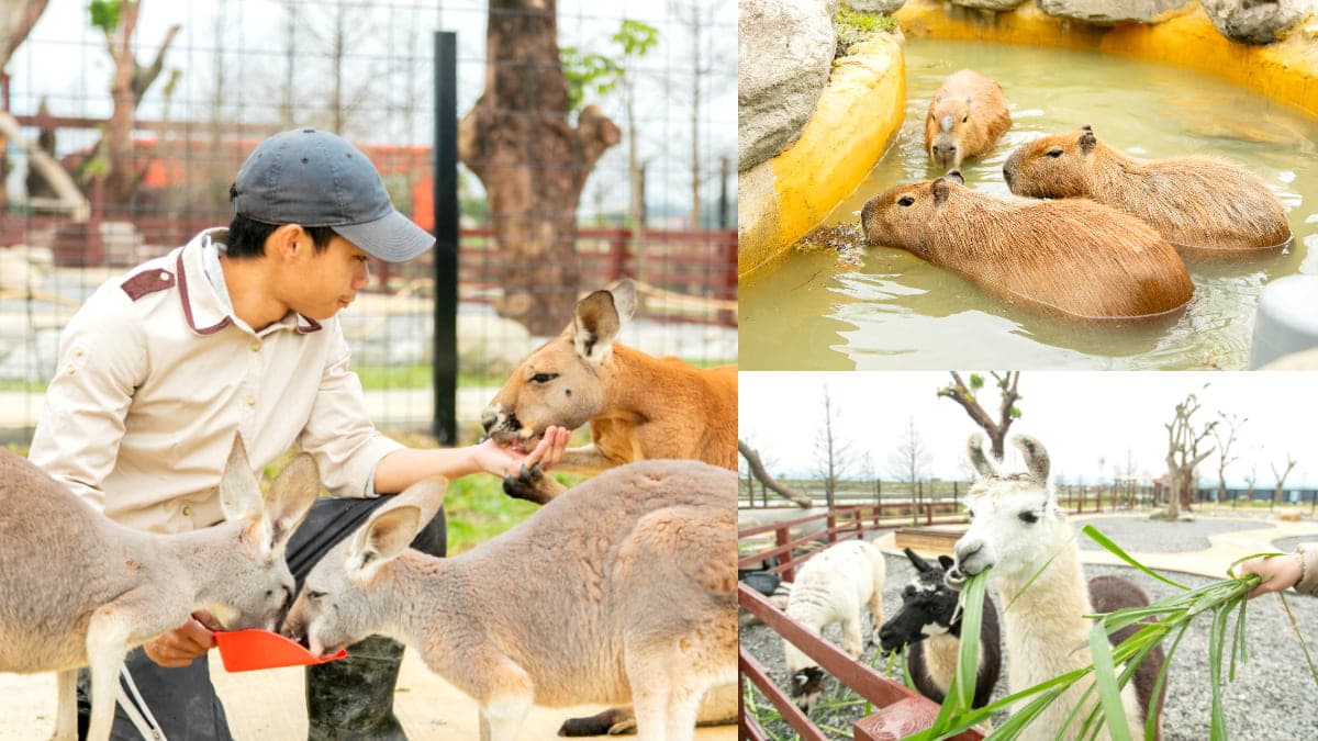 宜蘭全新破千坪動物園!對身分證「這類人」100元玩翻,唯一餵澳洲袋鼠體驗