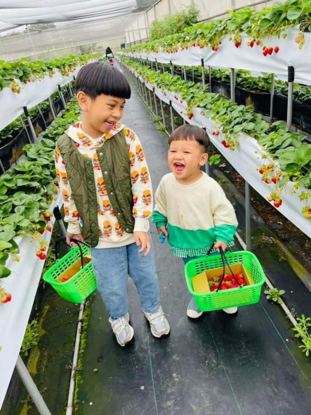 稀有白草莓任採!新竹無農藥「免門票草莓園」親子必訪,嘗草莓披薩、大福 稀有白草莓任採!新竹無農藥「免門票草莓園」親子必訪,嘗草莓披薩、大福