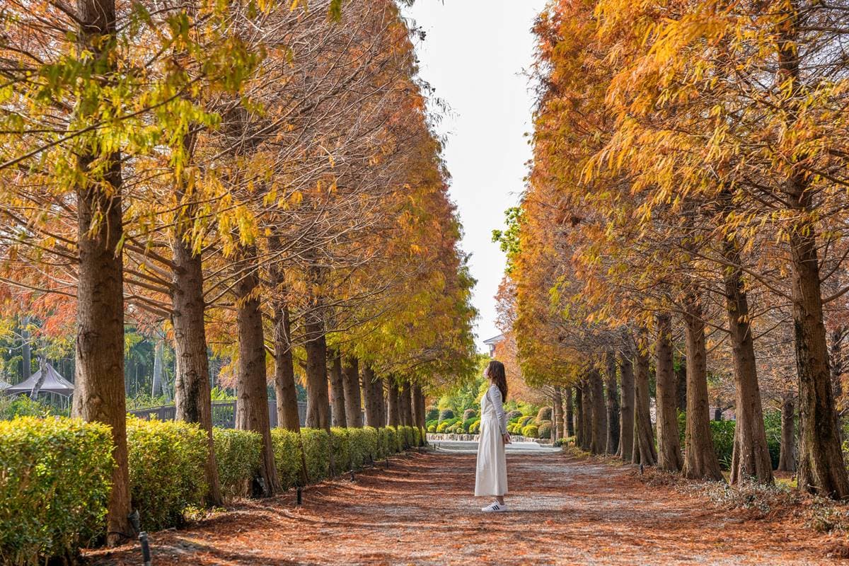 「這樣做」入園買一送一!台版兼六園新春5亮點:東方風格市集、緋紅落羽松 「這樣做」入園買一送一!台版兼六園新春5亮點:東方風格市集、緋紅落羽松