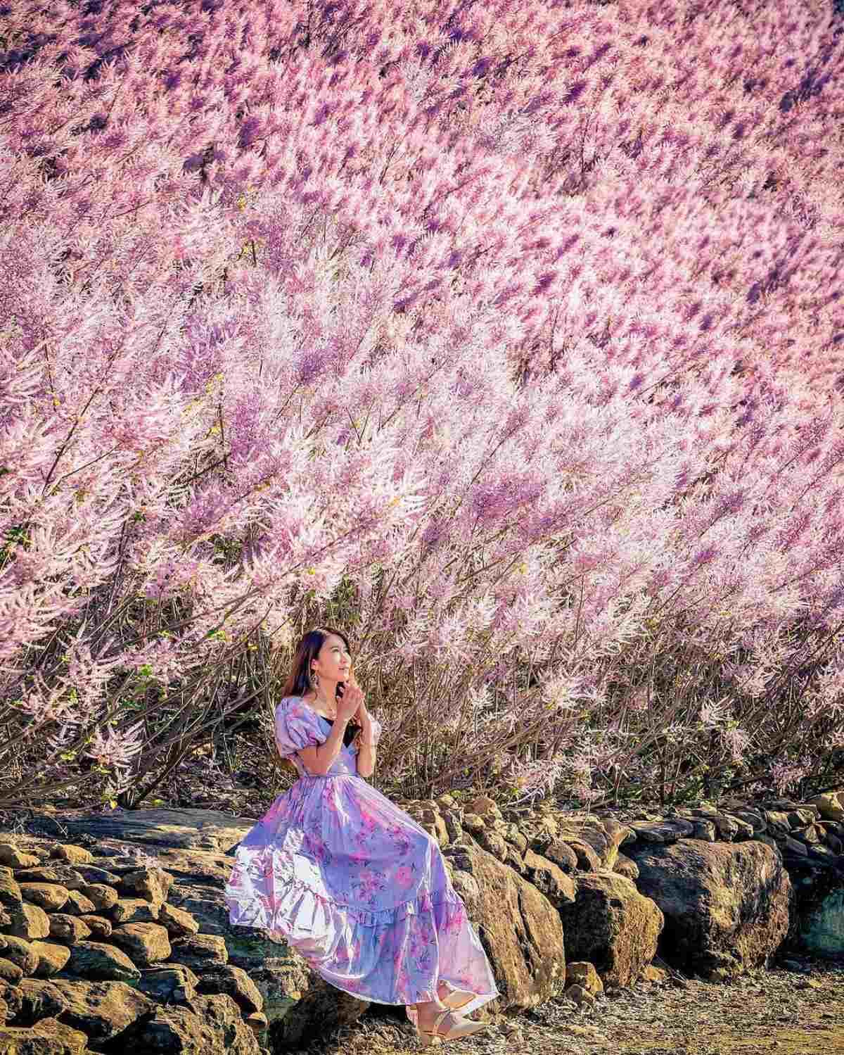 全台最美粉紅山丘「這天」回歸!3000坪粉紅麝香木花海美翻,100元拍到飽 全台最美粉紅山丘「這天」回歸!3000坪粉紅麝香木花海美翻,100元拍到飽