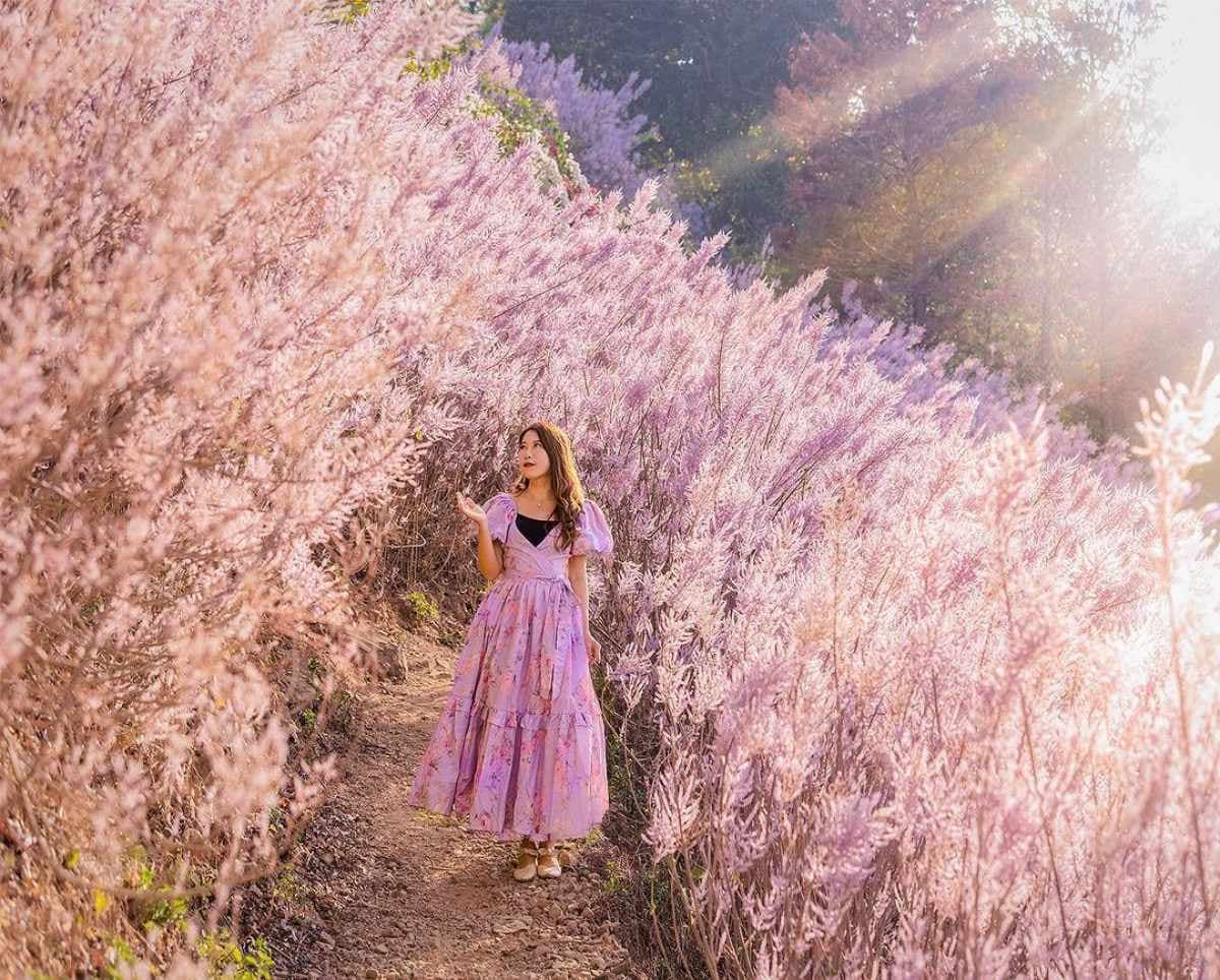 全台最美粉紅山丘「這天」回歸!3000坪粉紅麝香木花海美翻,100元拍到飽 全台最美粉紅山丘「這天」回歸!3000坪粉紅麝香木花海美翻,100元拍到飽