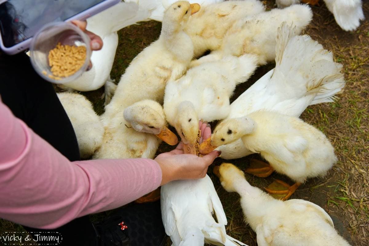 50元玩整天!彰化「高CP值農場」採果、餵動物一次滿足,有趣控窯也必玩 50元玩整天!彰化「高CP值農場」採果、餵動物一次滿足,有趣控窯也必玩