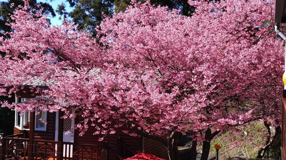嶺鎮景觀度假農場 img