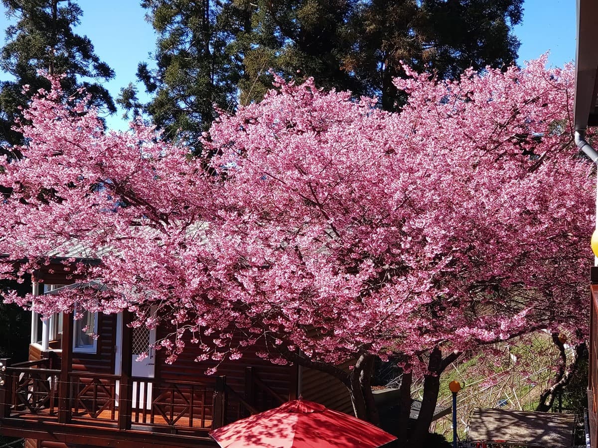 北部最大櫻花王在這!拉拉山小木屋窗景無敵,450元爽嗑專屬合菜 桃園景點戶外賞景推薦「嶺鎮景觀度假農場」,尤其是賞櫻季節來最美。