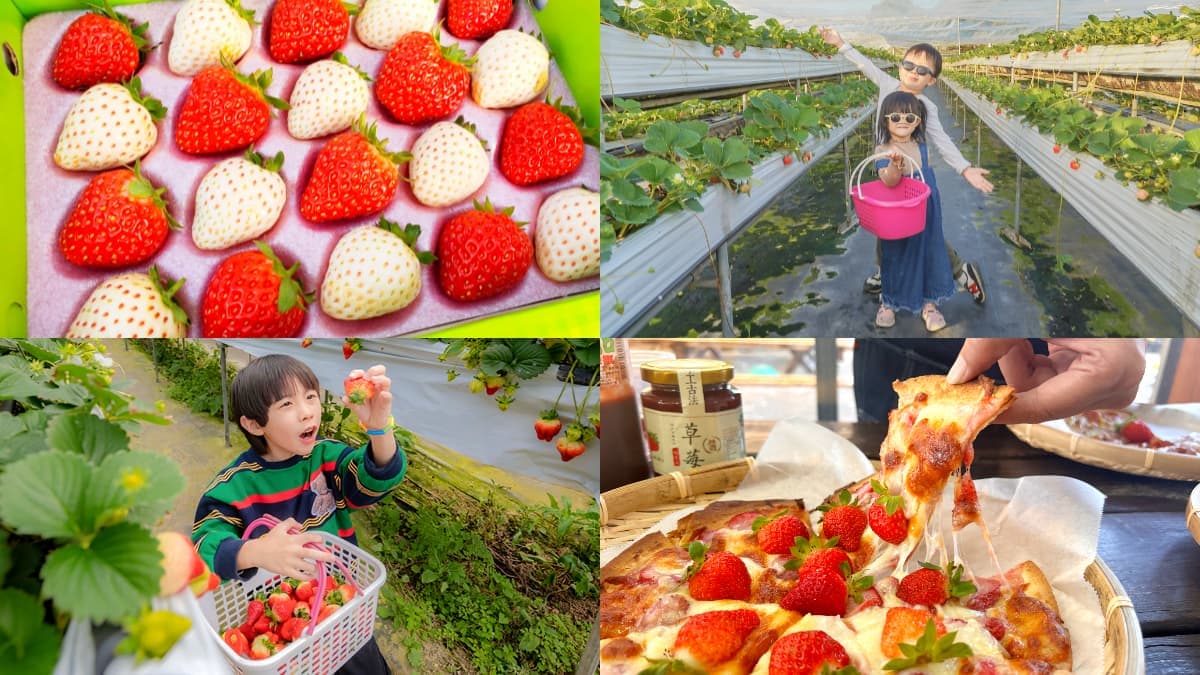 草莓季快衝!全台9家「免門票草莓園」:挑戰最大白草莓園、打卡免費吃冰