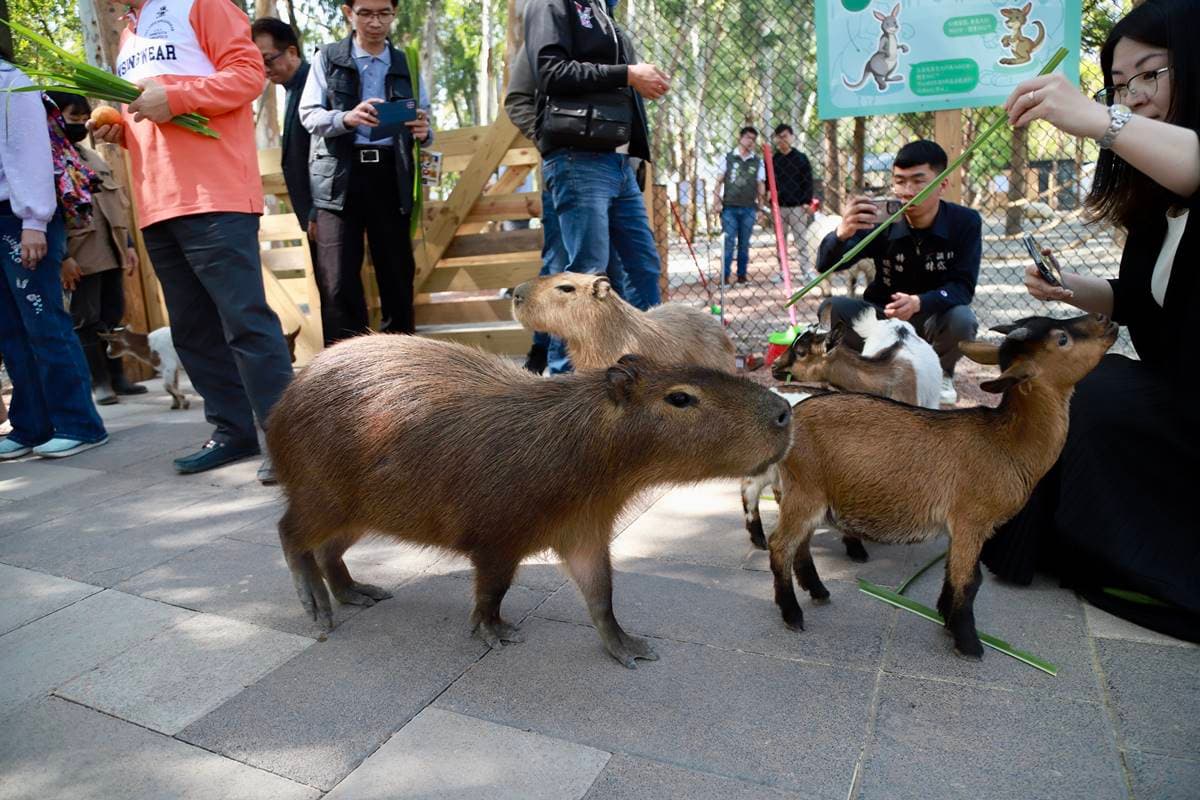 【新開店】嘉義最新「森林動物樂園」!餵軟萌笑笑羊、水豚,高空滑索超刺激 【新開店】嘉義最新「森林動物樂園」!餵軟萌笑笑羊、水豚,高空滑索超刺激