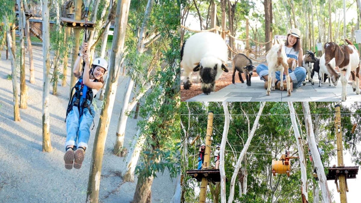 【新開店】嘉義最新「森林動物樂園」!餵軟萌笑笑羊、水豚,高空滑索超刺激