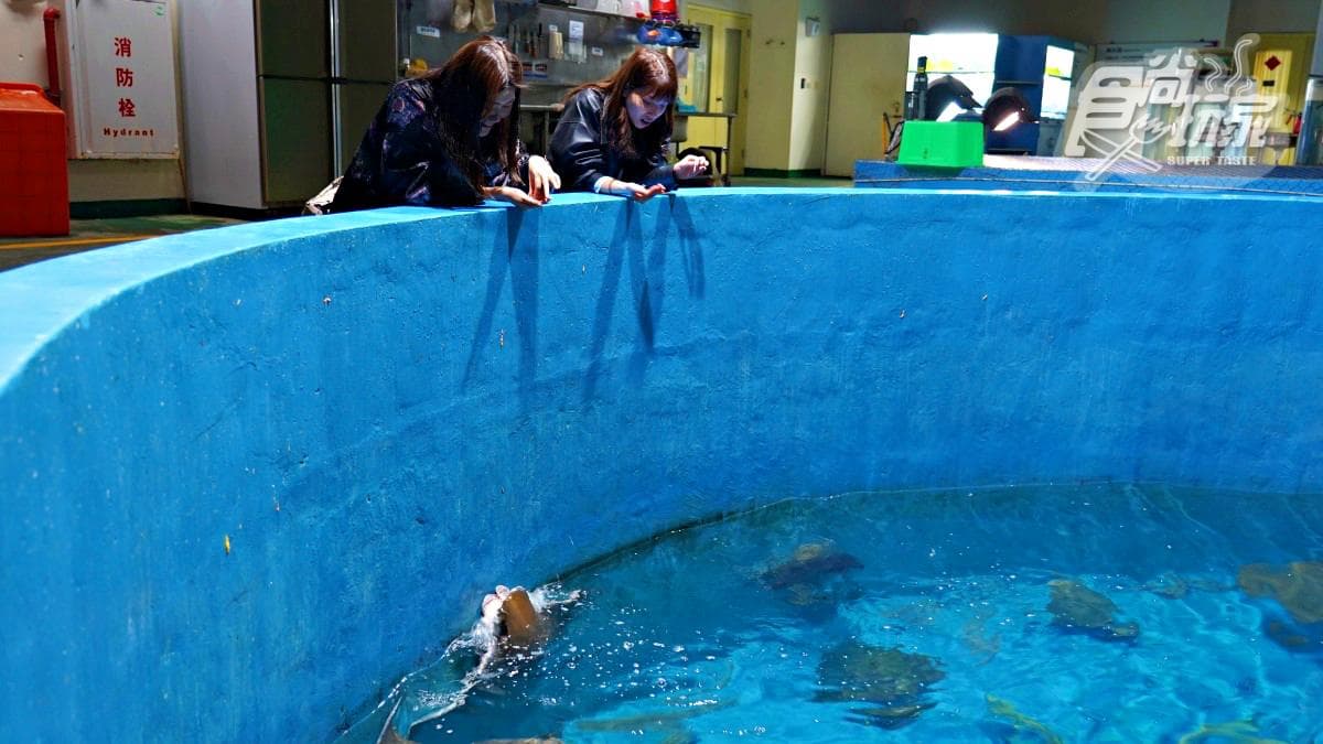魚魚、小白鯨陪睡!2天1夜「夜宿海生館」行程:7大最美就寢區、夜間探險 魚魚、小白鯨陪睡!2天1夜「夜宿海生館」行程:7大最美就寢區、夜間探險