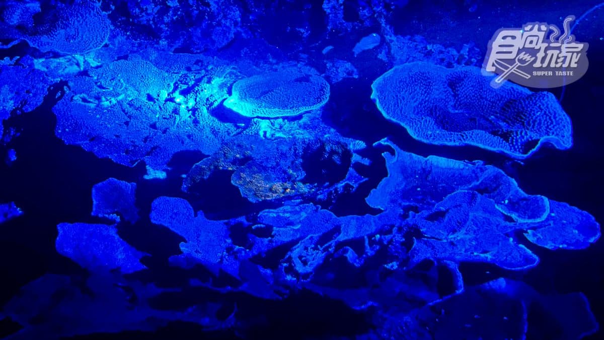 魚魚、小白鯨陪睡!2天1夜「夜宿海生館」行程:7大最美就寢區、夜間探險 魚魚、小白鯨陪睡!2天1夜「夜宿海生館」行程:7大最美就寢區、夜間探險
