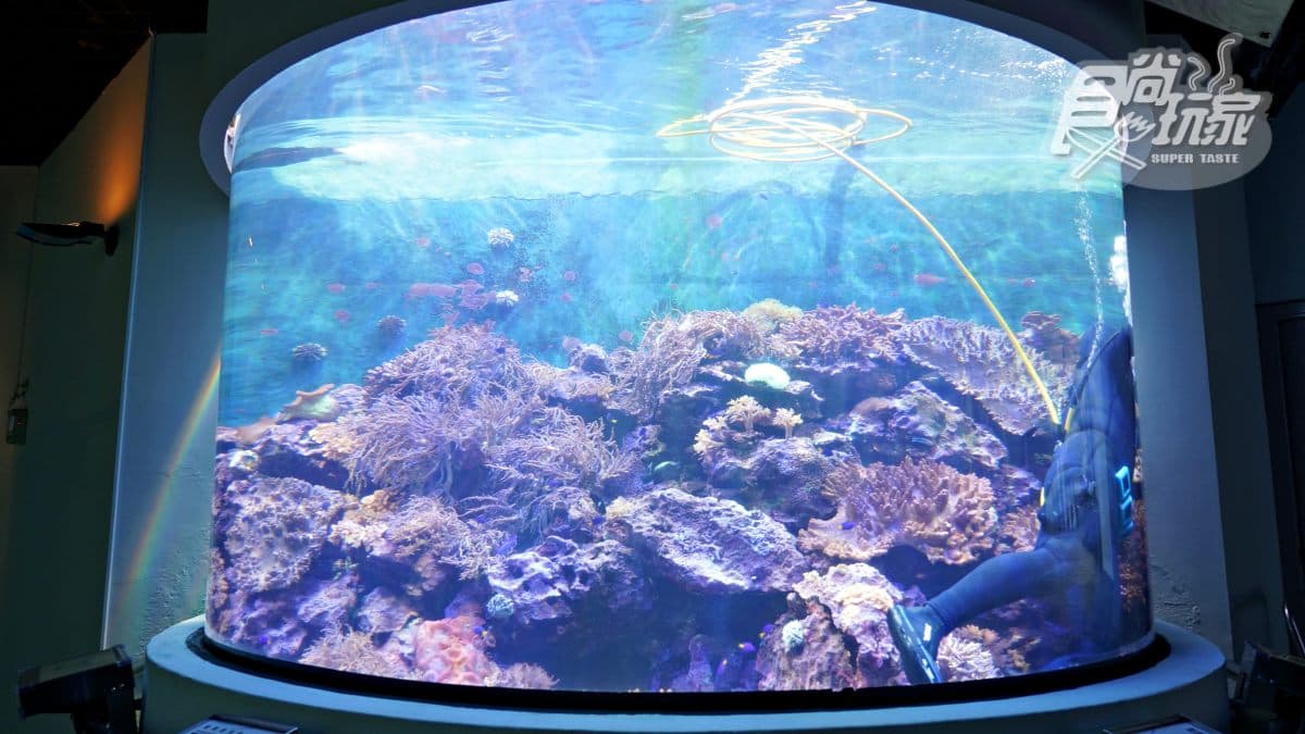 魚魚、小白鯨陪睡!2天1夜「夜宿海生館」行程:7大最美就寢區、夜間探險 魚魚、小白鯨陪睡!2天1夜「夜宿海生館」行程:7大最美就寢區、夜間探險