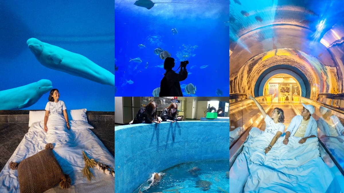 魚魚、小白鯨陪睡!2天1夜「夜宿海生館」行程:7大最美就寢區、夜間探險