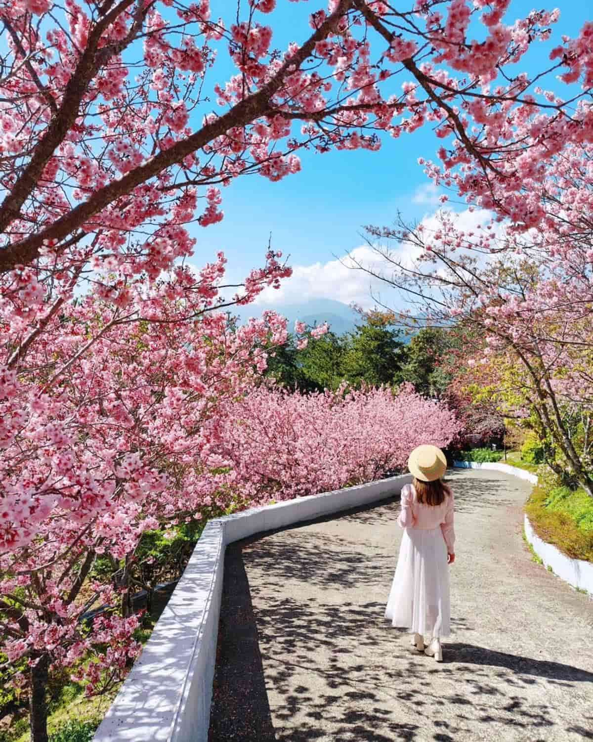 洗版IG賞櫻祕境藏「全台海拔最高拉麵店」!綿延粉櫻小徑+水庫風光免費拍爆 洗版IG賞櫻祕境藏「全台海拔最高拉麵店」!綿延粉櫻小徑+水庫風光免費拍爆