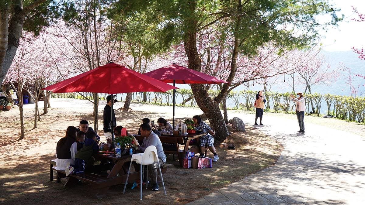 洗版IG賞櫻祕境藏「全台海拔最高拉麵店」!綿延粉櫻小徑+水庫風光免費拍爆 洗版IG賞櫻祕境藏「全台海拔最高拉麵店」!綿延粉櫻小徑+水庫風光免費拍爆