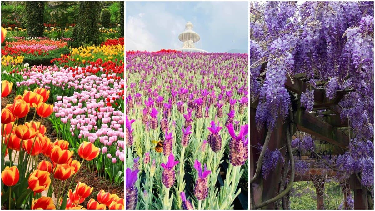 網友激推全台賞花景點TOP10!美拍杉林溪「鬱金香」、福壽山「蘋果花」