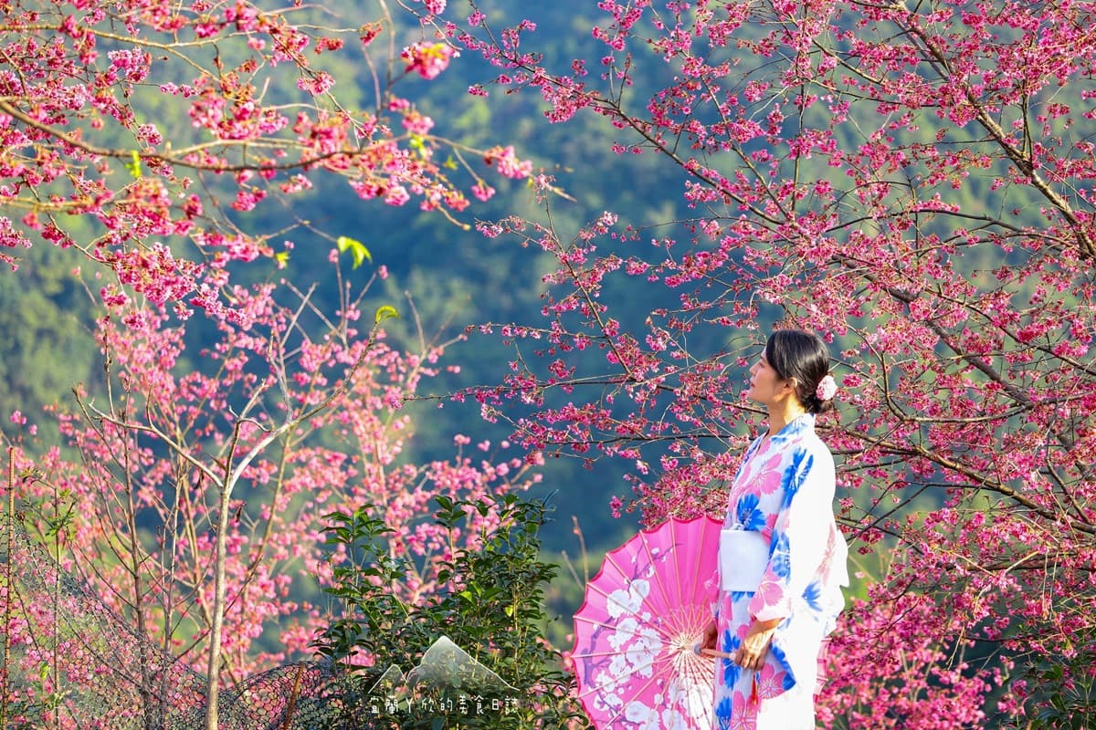 【新開店】月底前免費入園!宜蘭賞櫻祕境露營區,穿浴衣拍鳥居秒飛日本