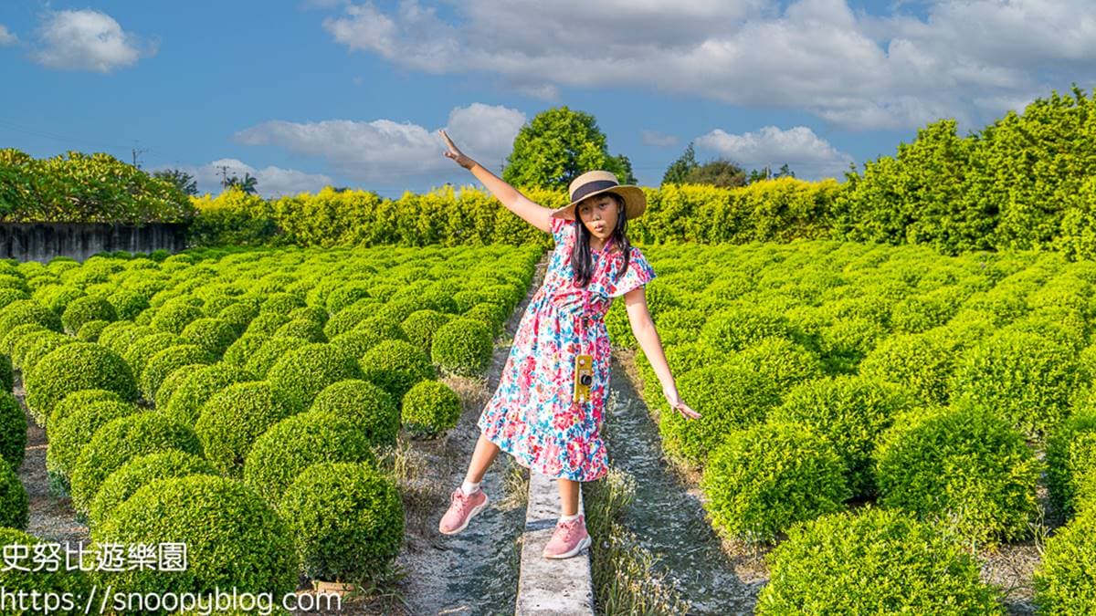 田尾波波草 img
